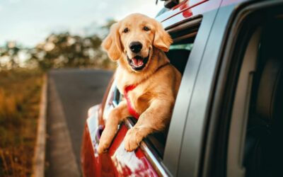 ✈️ Summer Travel with Pets: What You Need to Know Before You Go