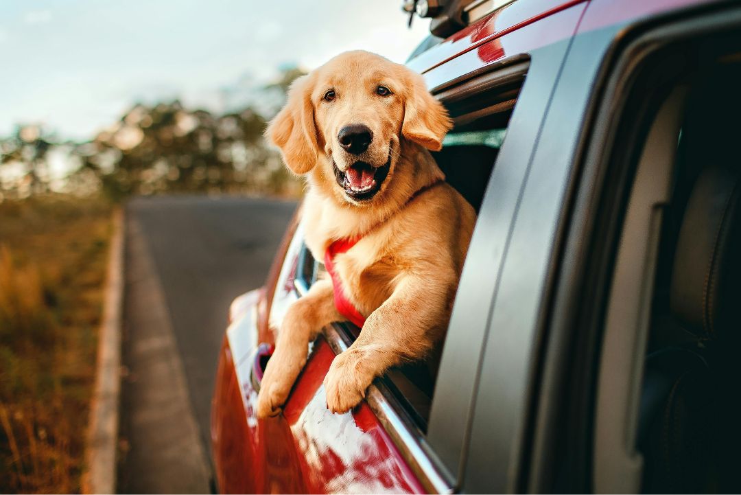 Happy dog leaning out of a car window