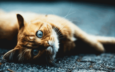 🐱  Happy Healthy Cat Month: All About Catnip