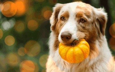 Thanksgiving Safety Tips for Pet Owners