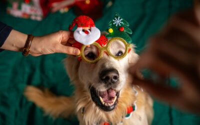 Ensuring a Safe and Calm Christmas: Travel Tips for Pet Owners