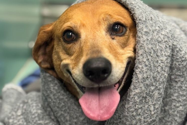 Healthy puppy after medical exam