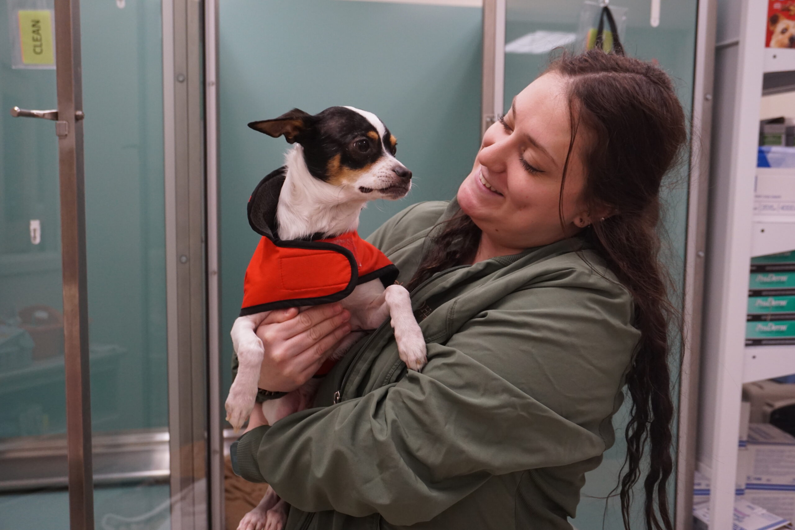 two dogs playing with a ball