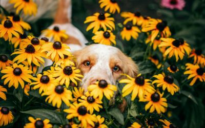 May is Allergy and Asthma Awareness Month  