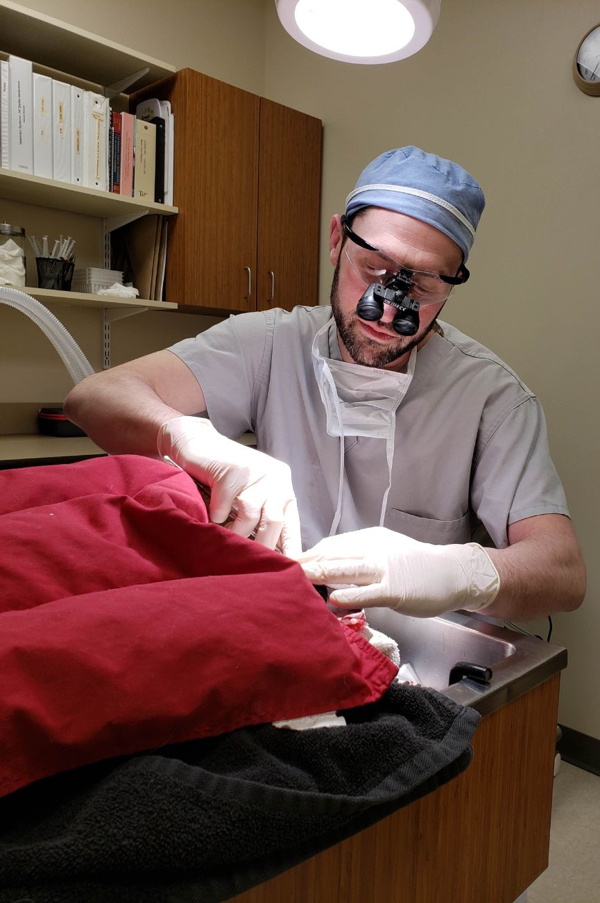 vet doing dental procedure for a dog