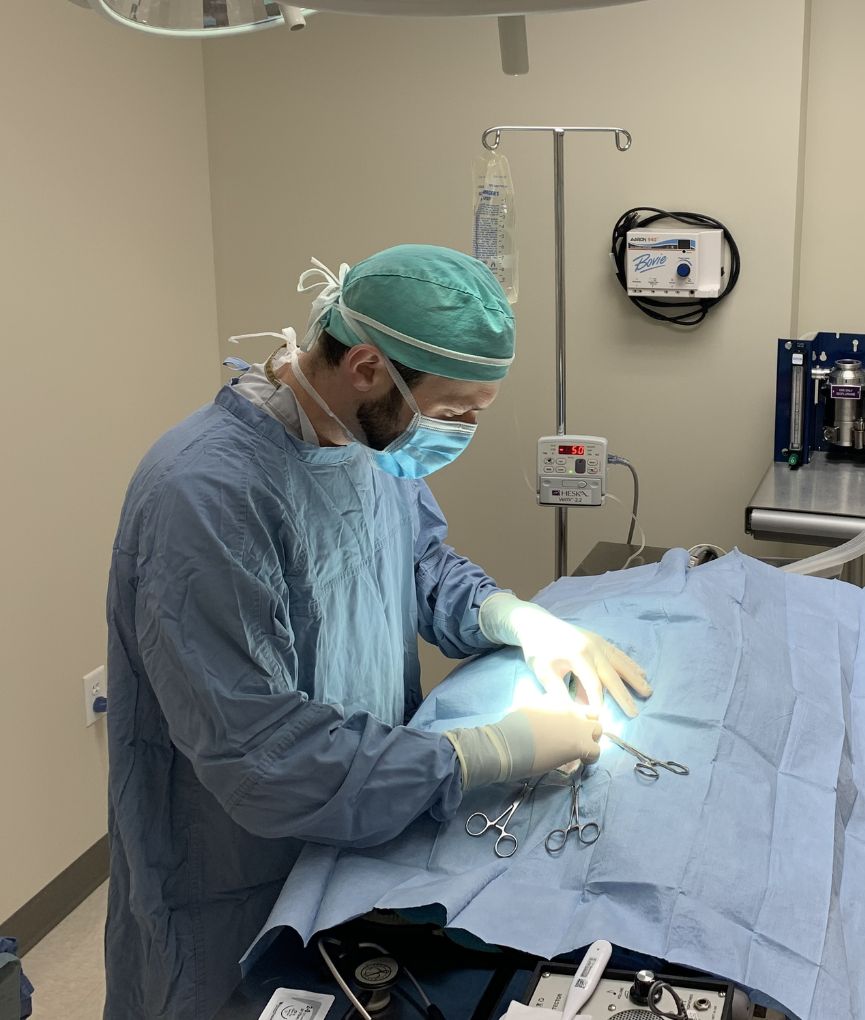 vet doing surgery for a pet