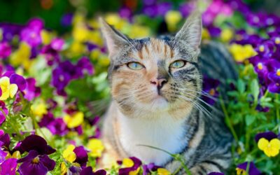 5 Reasons to Adopt a Cat This June for Adopt-a-Cat Month
