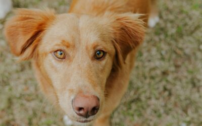 National Mutt Day: Reasons to Adopt a Mutt