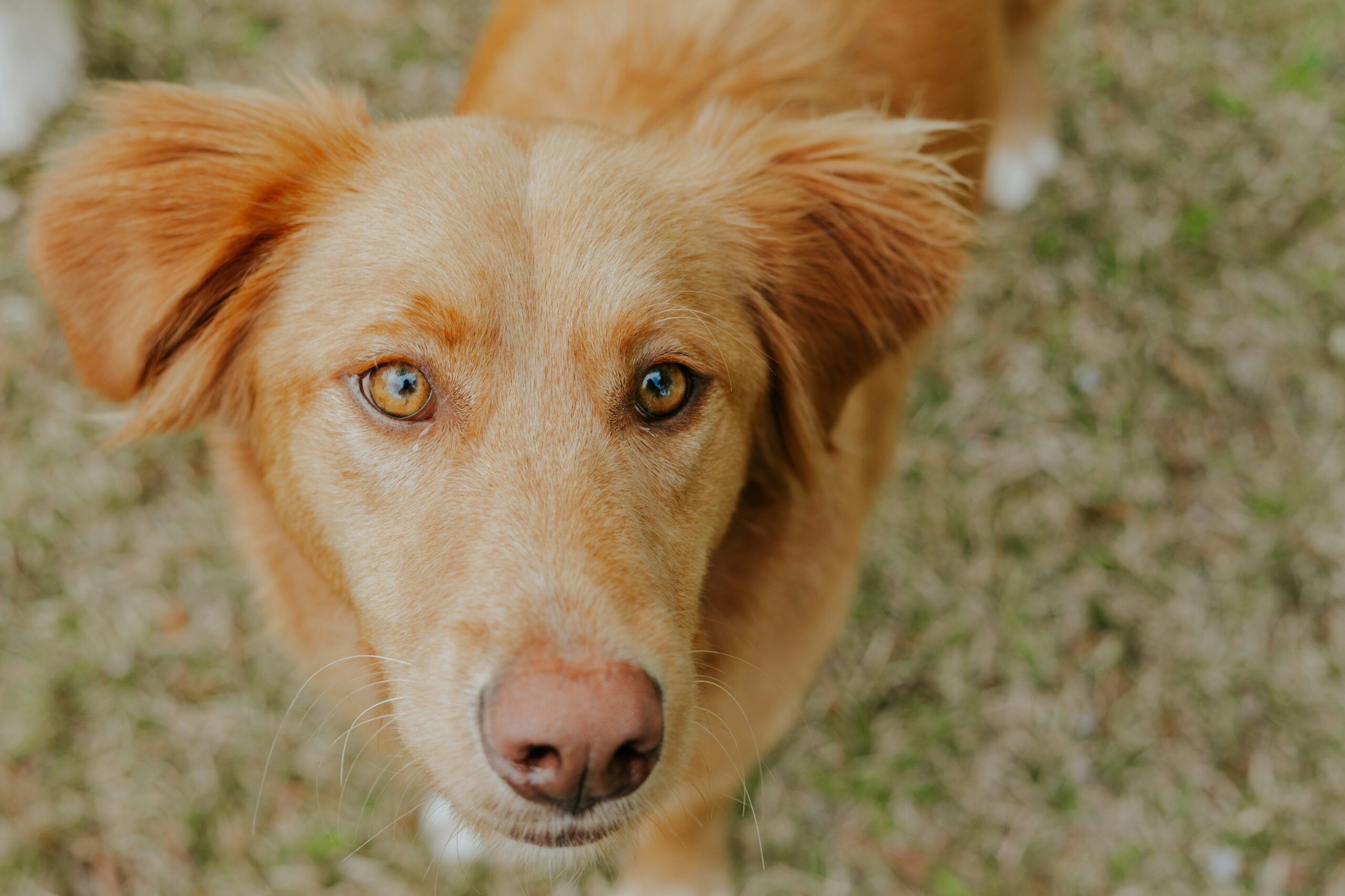 kizzie-warren-HrzuP_IK1Kk-unsplash