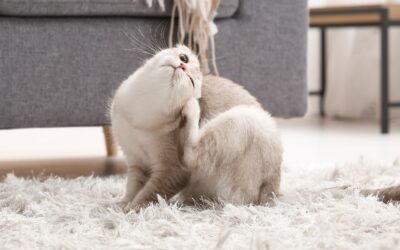Itchy Pet Awareness: The 5 W’s of Itchiness