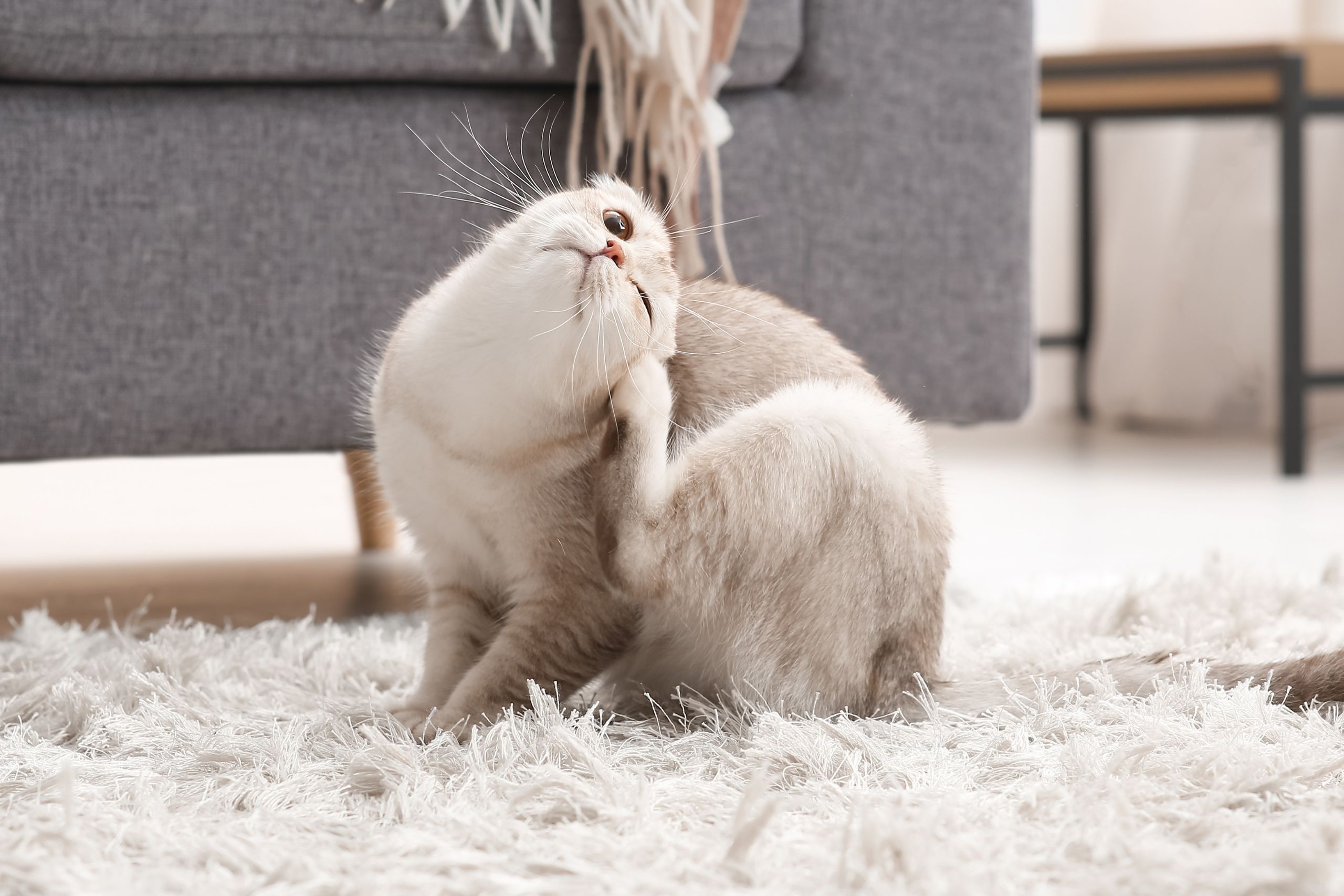 Itchy Pet Awareness A cat sitting on the floor