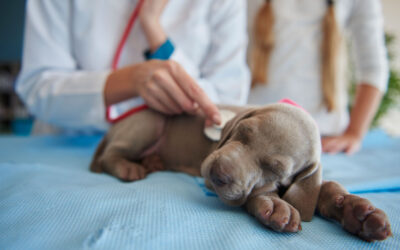 Animal Pain: How to Know How They Feel When They Can’t Tell Us