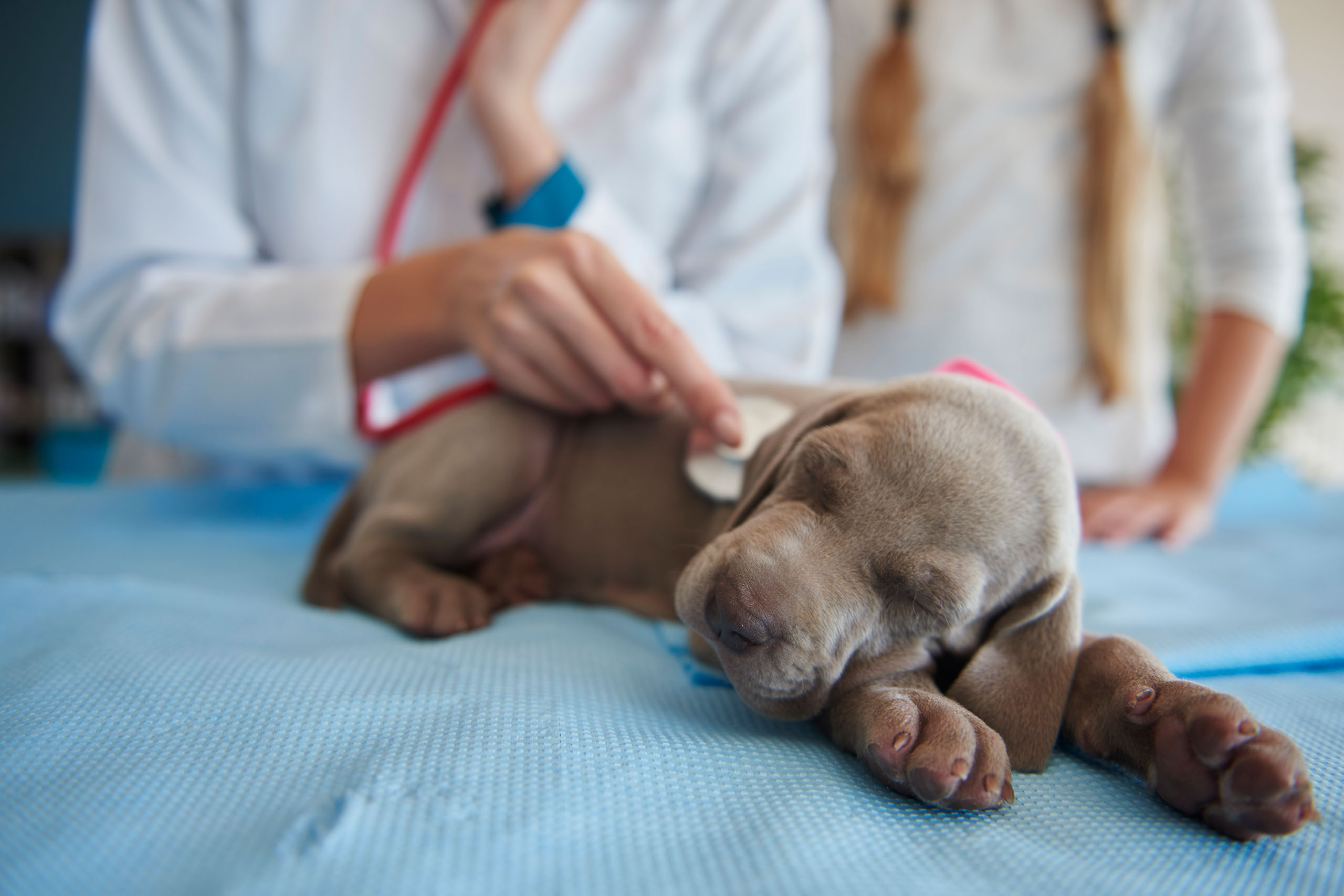 routine puppy checkup in clinic routine puppy checkup in clinic
